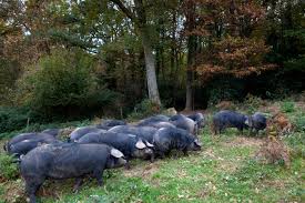 Porcs dans la forêt pyrénéenne